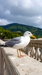 Seagull on a balustrade