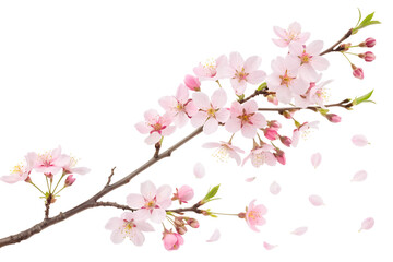 A delicate cherry blossom branch is isolated on transparent background
