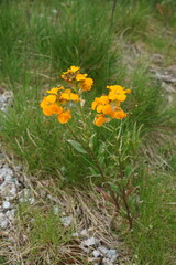 Western Wallflower (Erysimum capitatum) in bloom &ndash; River District, Vancouver

