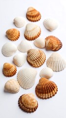 Seashells arranged vertically