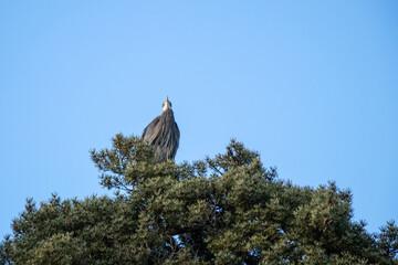 Bird perched in an evergreen tree
