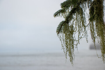 Wet moss hanging from branches on the coast