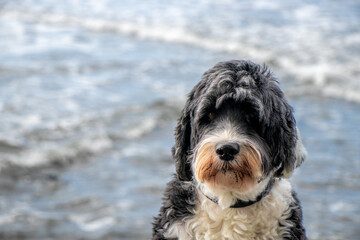 Portrait of a dog with a sandy snout and blurred background
