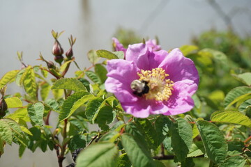 Obraz premium Wild rose blooming in River District, South Vancouver