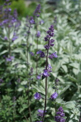 Obraz premium Purple salvia flowers in bloom – River District, South Vancouver