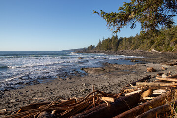 driftwood on a a beach in the Pacific Northwest