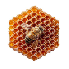 Honeycomb with bee resting on it, showcasing intricate hexagonal structure and golden color, symbolizing nature beauty and productivity