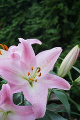 Lilies in bloom on a porch – tranquil home scene