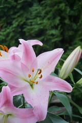 Lilies in bloom on a porch – elegant floral moment at home

