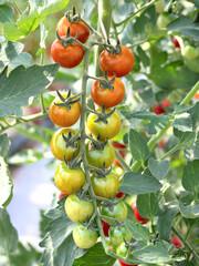 ビニルハウスでのミニトマトの栽培