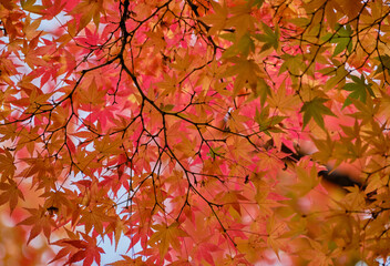 紅葉前のモミジの葉