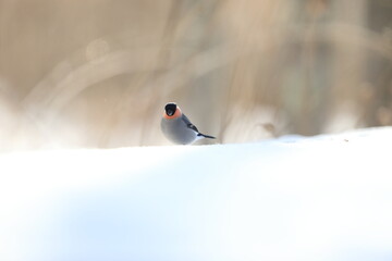Eurasian bullfinch, common bullfinch or bullfinch (Pyrrhula pyrrhula griseiventris) is a small passerine bird in the finch family, Fringillidae. This photo was taken in Hokkaido,Japan.