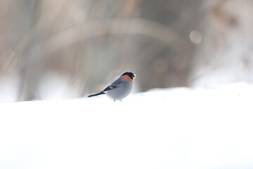 Eurasian bullfinch, common bullfinch or bullfinch (Pyrrhula pyrrhula griseiventris) is a small passerine bird in the finch family, Fringillidae. This photo was taken in Hokkaido,Japan.