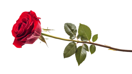  Red rose flower with clipping path, side view. Beautiful single red rose flower on stem with leaves isolated on white background. Naturе object for design to Valentines Day, mothers day, anniversary