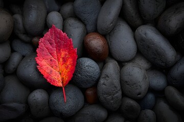 A single vibrant red autumn leaf resting on dark stones, a concept for uniqueness, standing out, and serenity.

