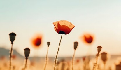 Single Red Poppy Flower Against Soft Sunset Sky Background