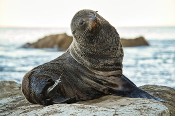 Fur seal basking on a rock during sunset at Kaikoura, New Zealand