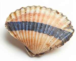 Obraz premium Colorful Scallop Shell with Striped Patterns and Natural Texture