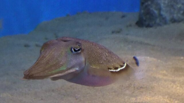 Golden Cuttlefish, Sepia Esculenta, relaxing underwater on seafloor. Closeup. 4K
