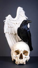 Naklejka premium Mysterious Raven on a Skull: A gothic composition showcases a striking black raven perched atop a human skull, against the backdrop of pristine white wings. Evoking both mortality and the uncanny.