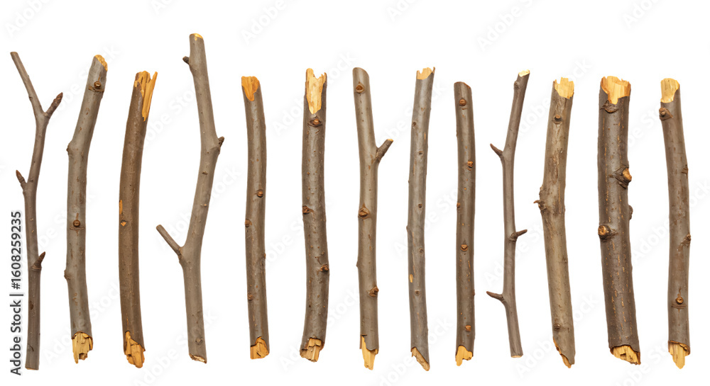 Poster collection of broken tree branches isolated on black background for design