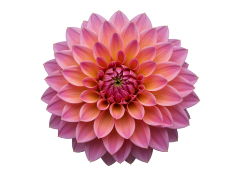 Close up of a beautiful pink and orange dahlia flower with intricate petals isolated on transparent background