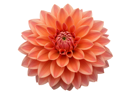 Close up of a vibrant coral dahlia flower with intricate petal layers isolated on transparent background
