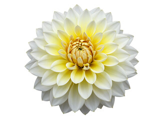 Close up of a delicate white and yellow dahlia flower with intricate petals isolated on transparent background