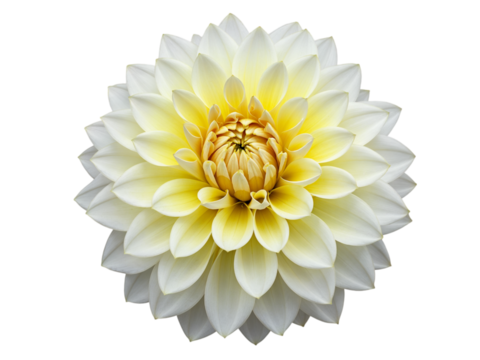 Close up of a delicate white and yellow dahlia flower with intricate petals isolated on transparent background