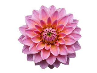 Fototapeta premium Close up of a pink dahlia flower with many petals isolated on transparent background