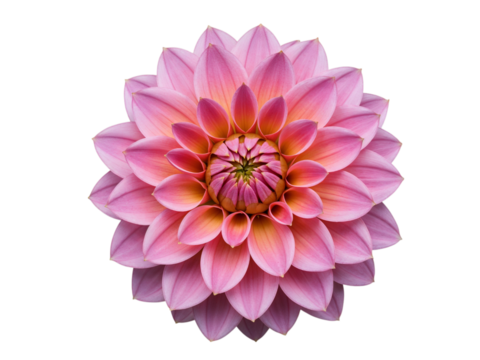 Close up of a pink dahlia flower with many petals isolated on transparent background