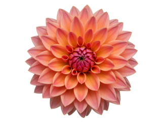 Close up of a beautiful pink and orange dahlia flower with intricate petal layers isolated on transparent background