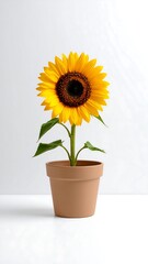 Single sunflower in a terracotta pot