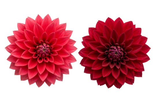 Two vibrant red dahlia flowers with intricate petals facing each other isolated on transparent background