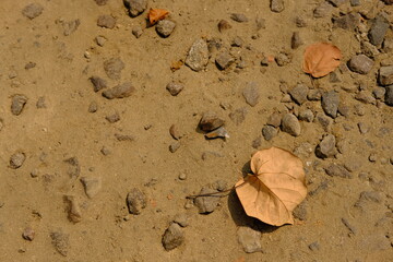 Close-up of Desert Floor or Riverbed, Textured Background of Soil, Rocks, and Leaves, Brown Earth...
