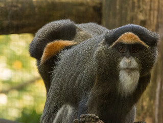 cercopithèque de Brazza