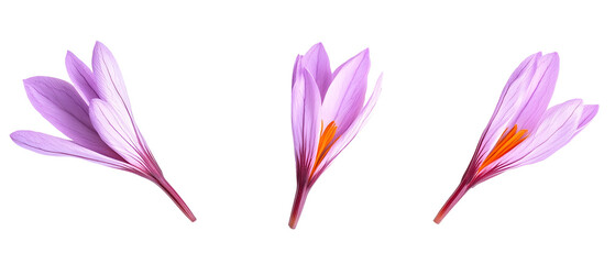 Close Up Shot of Three Saffron Flowers Displaying Purple Petals and Orange Stigmas Against a Transparent Black Background