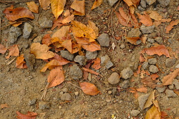 Autumn Ground Cover: Fallen Leaves and Earthy Textures