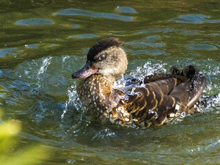 dendrocygne t&acirc;chet&eacute;