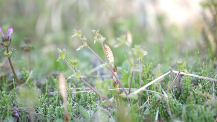 つくしの群生地