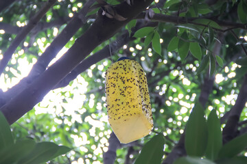 Bottle trapped with oriental fruit fly hanging on tree branch farm background