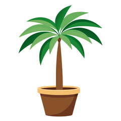 Obraz premium palm tree in a pot