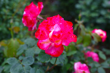 A beautiful rose bush in a public park in Japan
