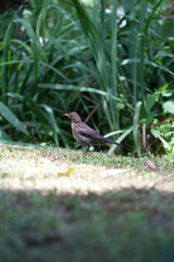 Turdus merula