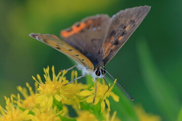 Obraz premium 【ルリシジミ】