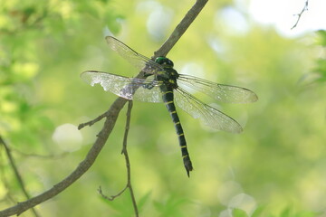 【オニヤンマ】