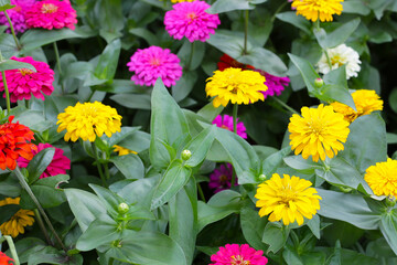 Colorful zinnias in full bloom