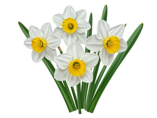 A beautiful bouquet of white daffodils with yellow centers and green leaves isolated on transparent background