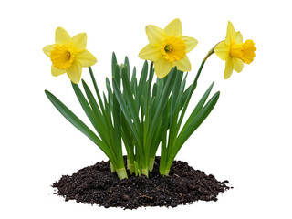 Three yellow daffodils with green leaves growing from soil isolated on transparent background © Creative Design