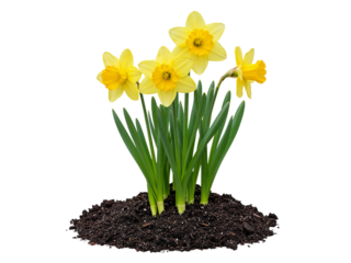 A cluster of bright yellow daffodils blooming in dark soil isolated on transparent background